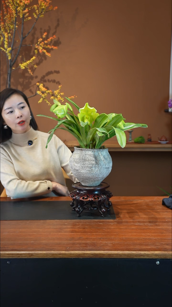 全部花朵绿肉饼盆景盆景盆景