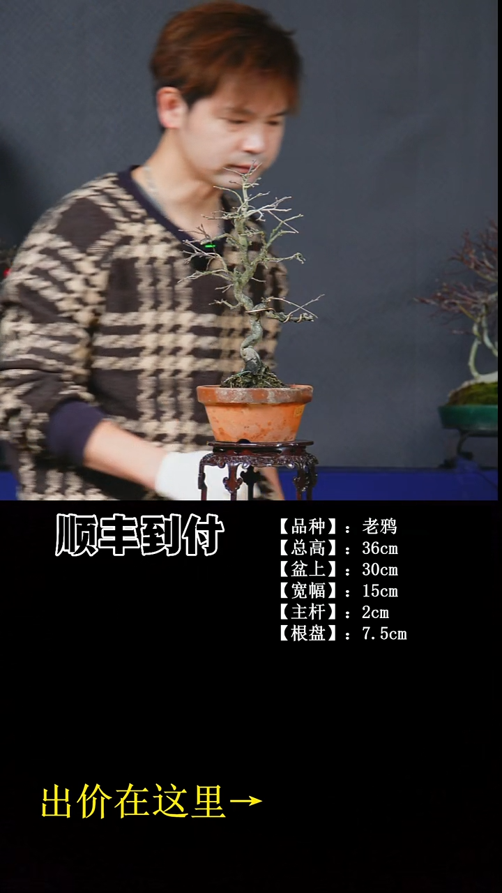 无花朵B428 老鸦 不包邮