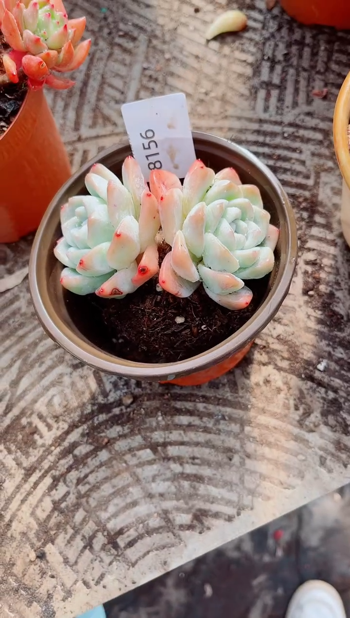 冬**?跃跃精品多肉28156