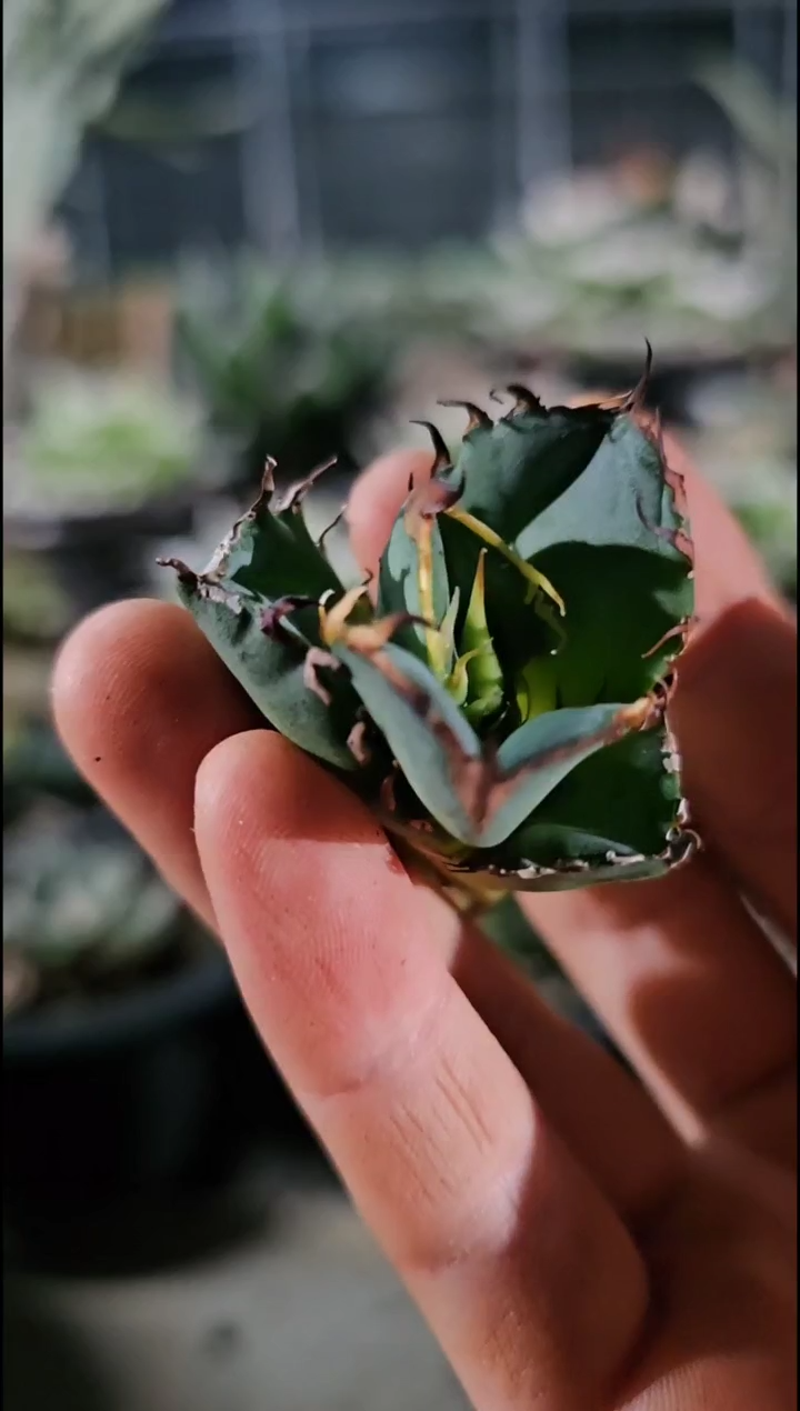 【绿肌籽播实生】顶芽 (直播特价 下播结束 基因保证非组培)