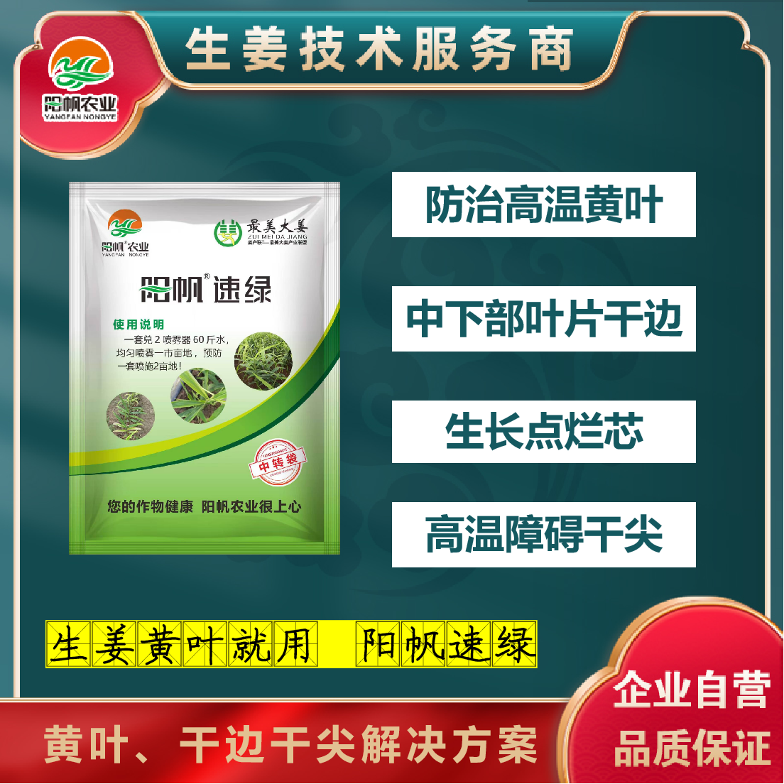 阳帆速绿缓解生姜高温黄叶干边干尖烂芯扎小辫问题