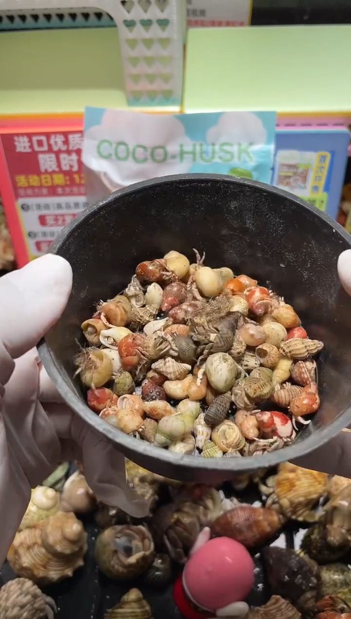 陌派有钳寄居蟹，鼻屎豆包100活