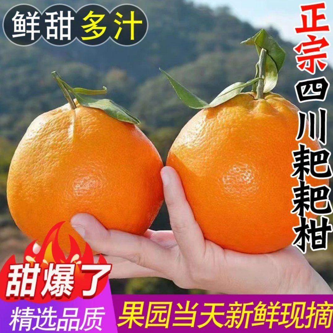 四川春见耙耙柑新鲜多汁爽口细腻自然熟当季手剥水果     DM