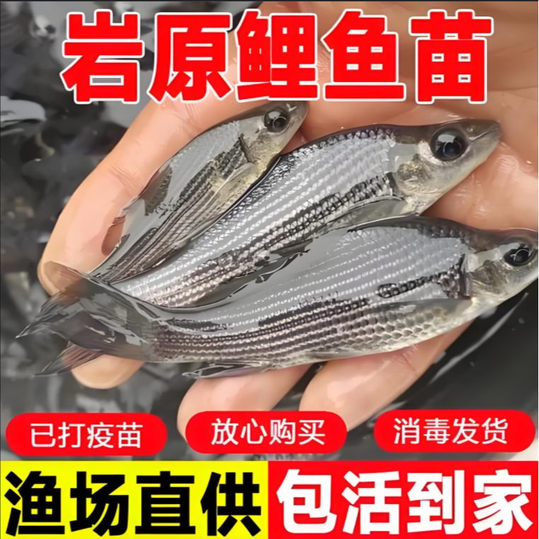 【渔场直发】岩原鲤 岩鲤 墨鲤 鱼苗淡水养殖 好养 渔场直发