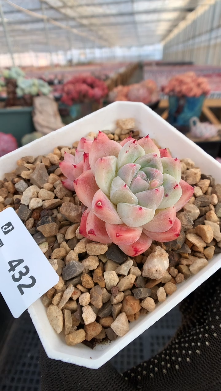 【闪购商品】432佳人一物一拍