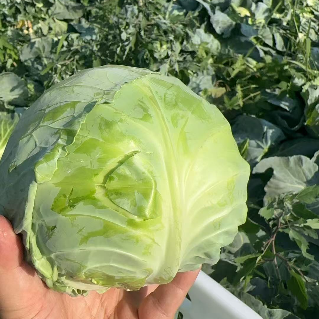 现砍现发甘蓝露天种植霜打绿甘蓝清炒凉拌食用时令蔬菜甘蓝4斤