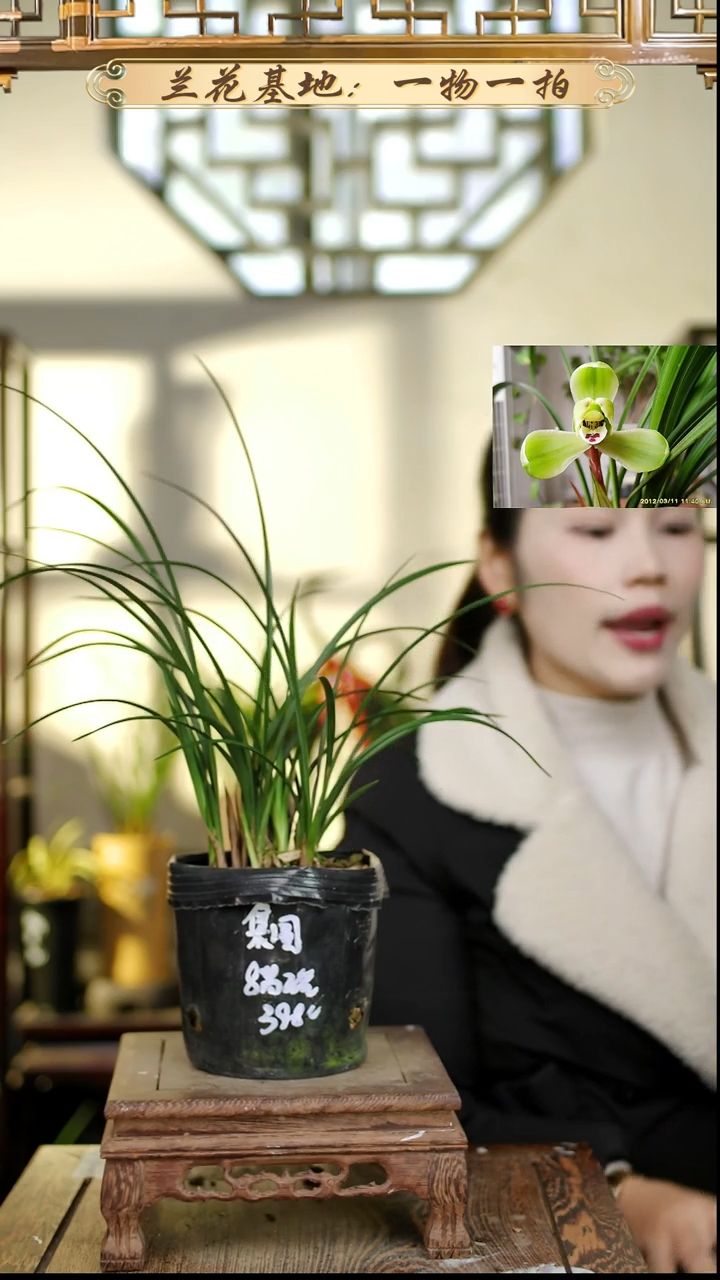 完全开放春兰集圆