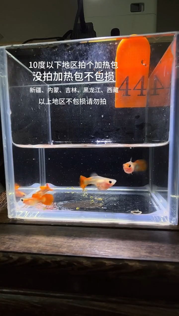 孔雀鱼 红礼服玻璃猫普通体44