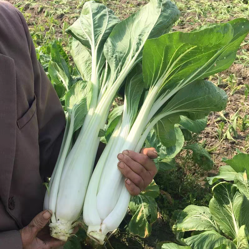 新鲜高杆白菜 安庆农家自种蔬菜嫩长梗杆菜白露天咸泡菜原料包邮