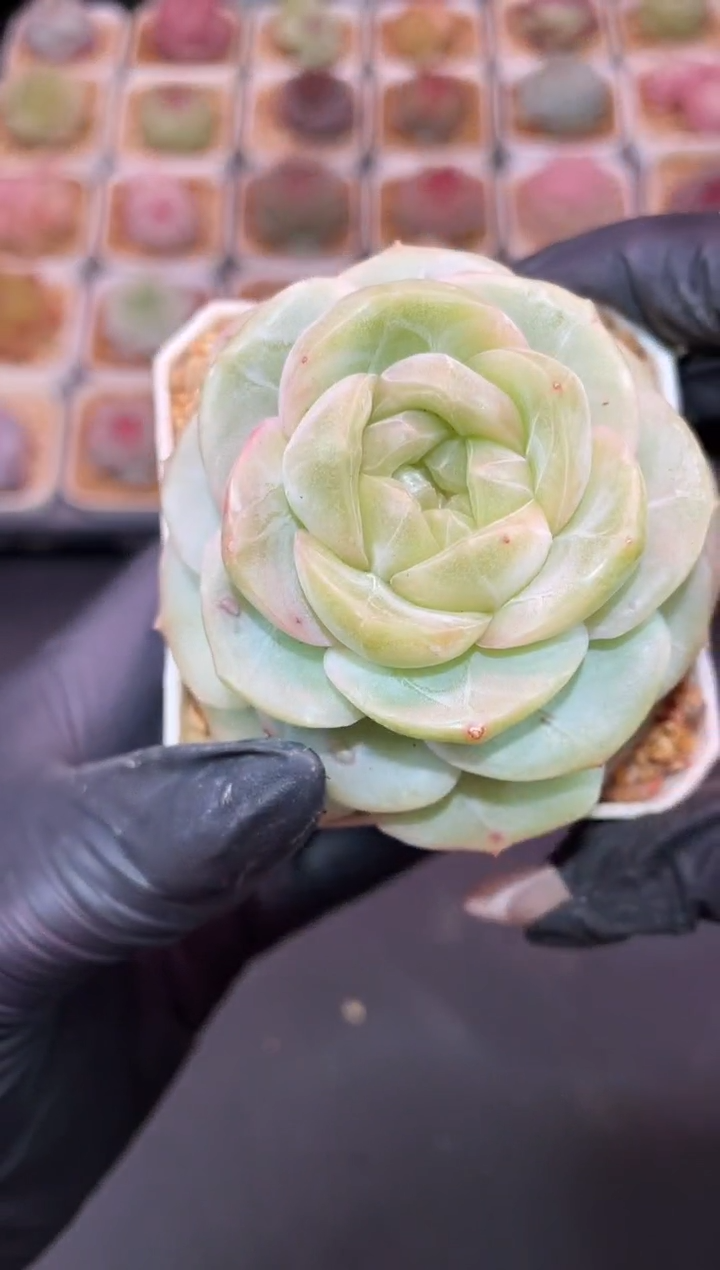 闪购366 禁忌果实多肉一颗 7-7.5厘米