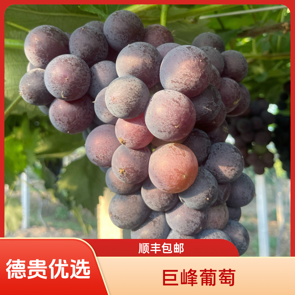 【顺丰包邮8斤装】袁州巨峰葡萄新鲜水果应季9分甜微微果酸现摘现发