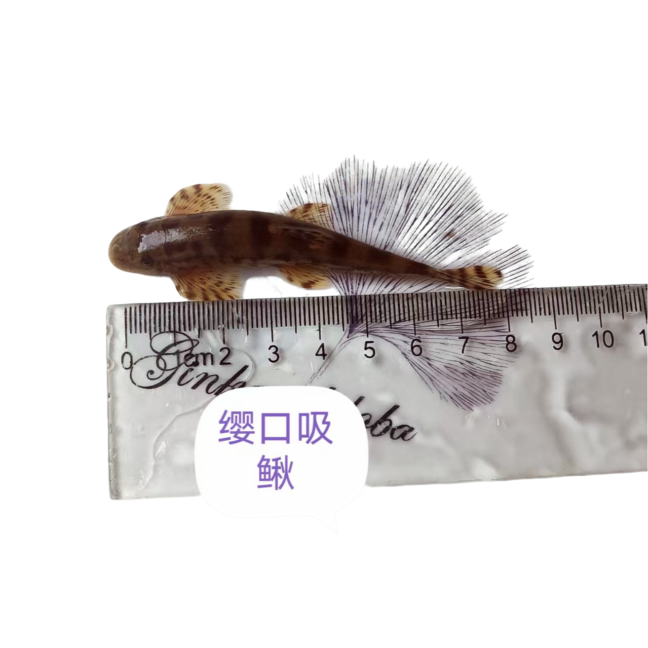 溪流原生观赏鱼缨口鳅