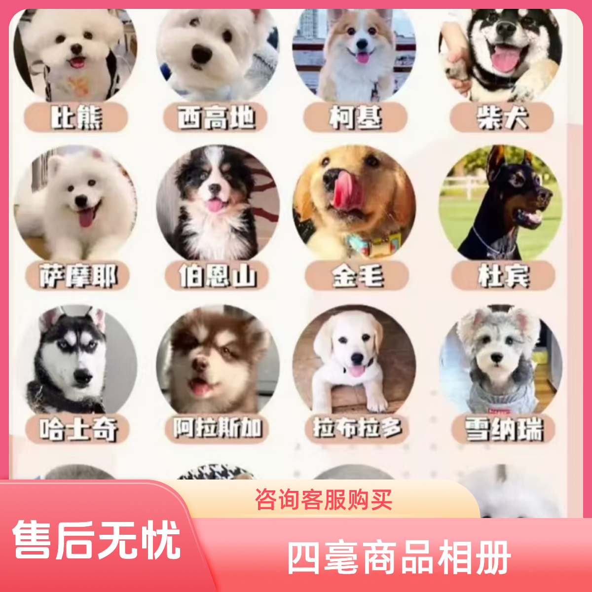 宠物保障链接四号