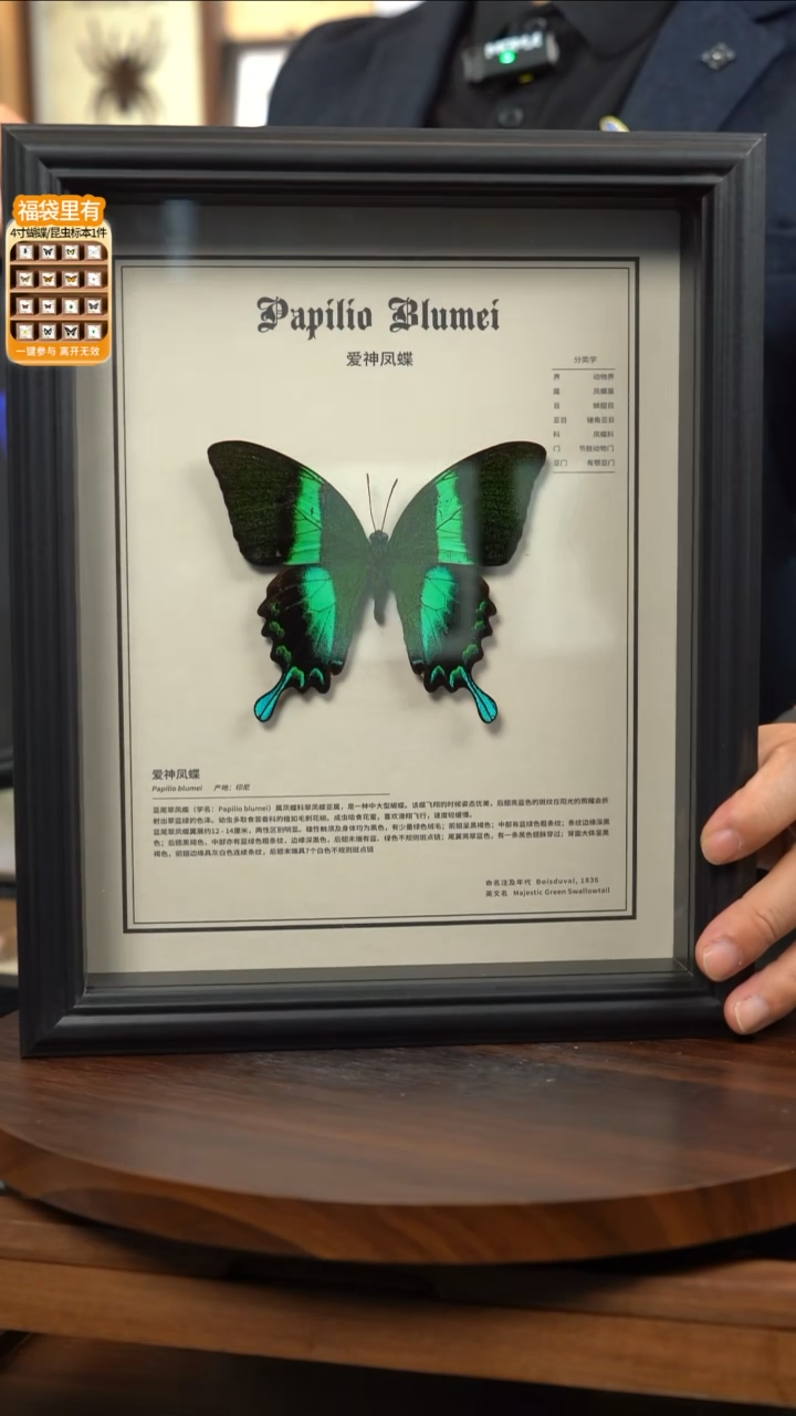蝴蝶标本摆件竞拍爱神凤蝶b164
