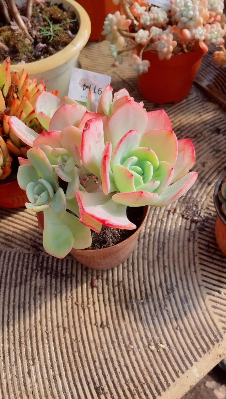 白*跃跃精品多肉19114