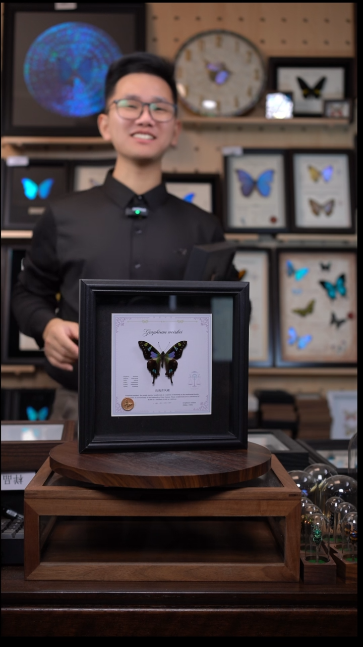 玫瑰青凤蝶天瓶座8寸射手款