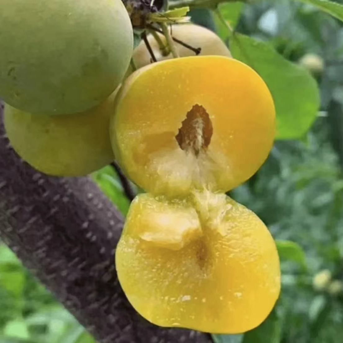 【蜂糖李子苗 】庭院植物盆栽地栽阳台庭院四季种植嫁接果树苗商品图