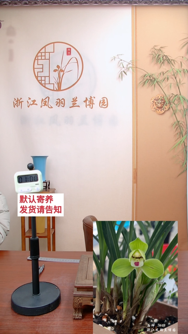 【闪购商品】玉燕，燕