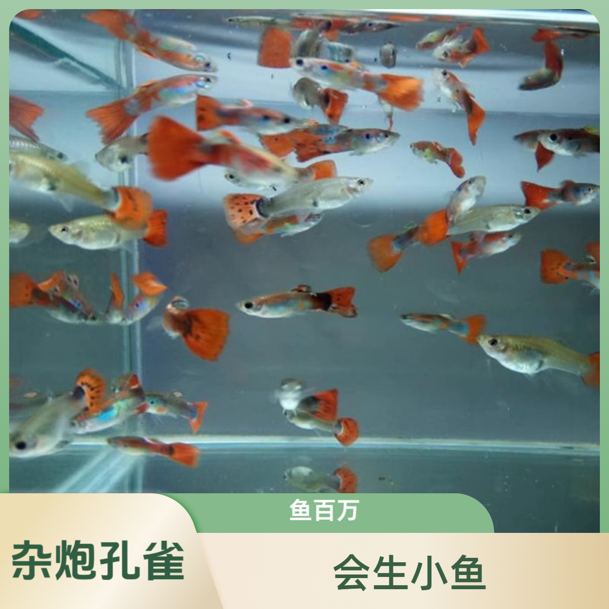 30杂袍孔雀鱼凤尾鱼小型观赏小鱼简单耐活好养热带小鱼练手便宜