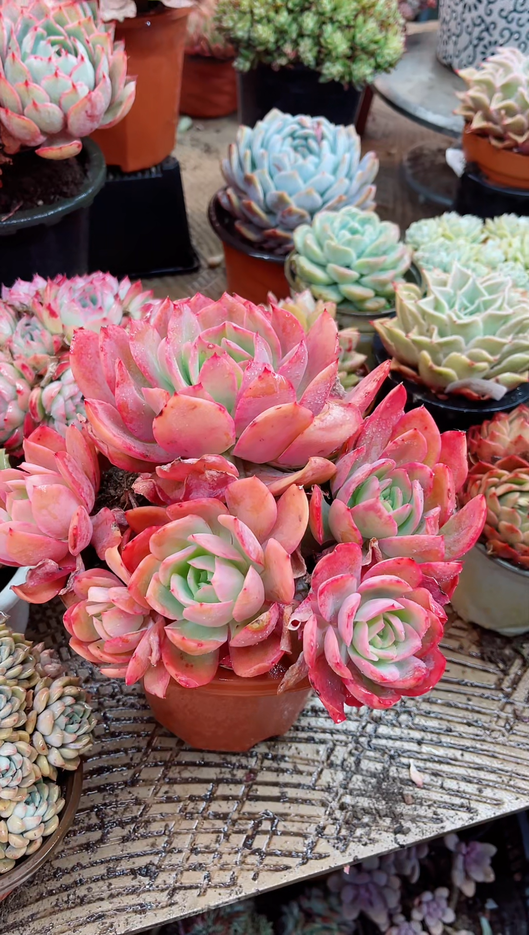 【闪购商品】03156