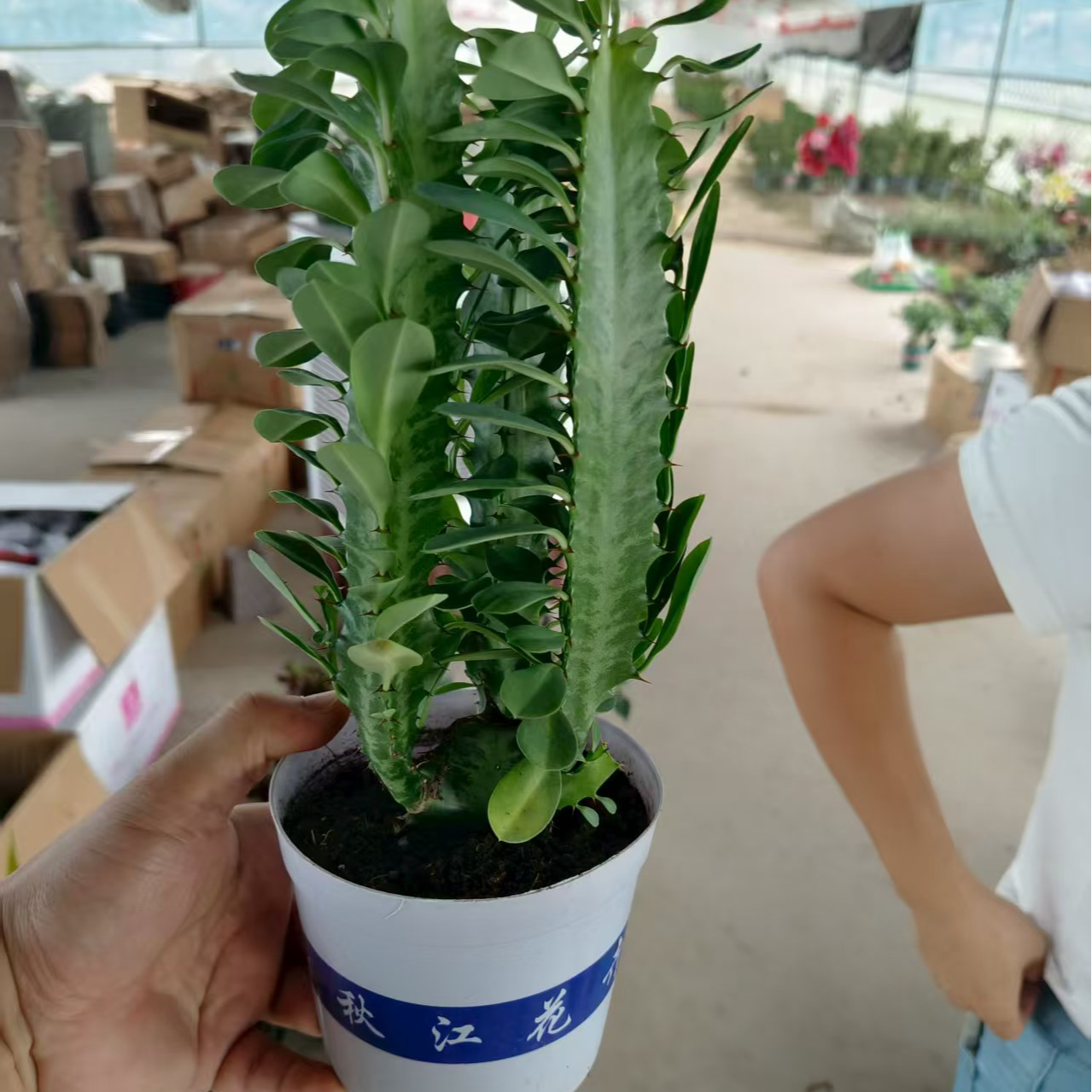 龙骨盆栽龙骨花卉室内多头多肉植物盆栽仙人掌