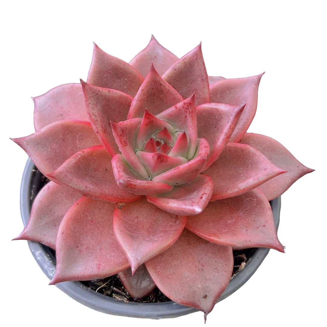 大红袍带盆(多肉植物)满19.9包邮 云南基地源头直发新手好养