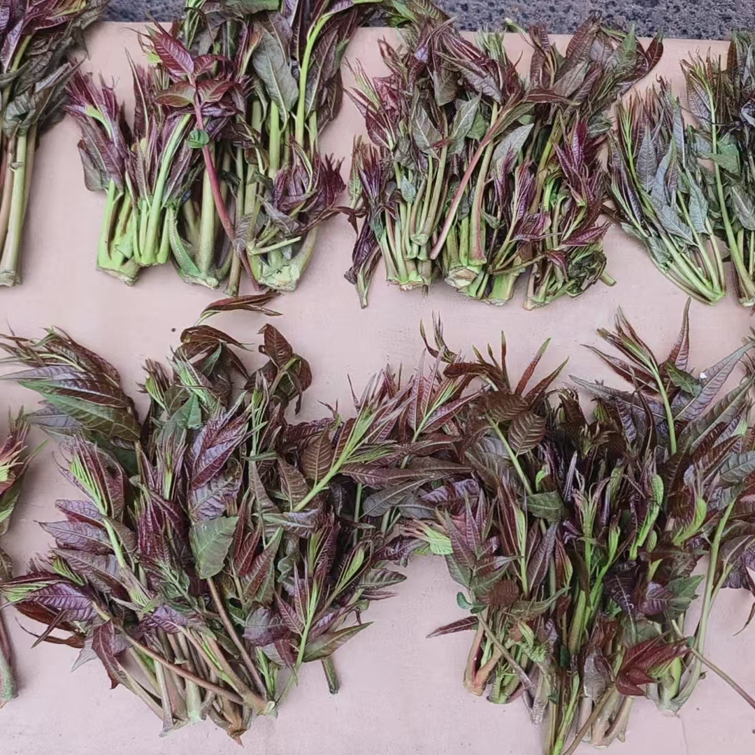湖南露天野生新鲜头茬椿木芽应季