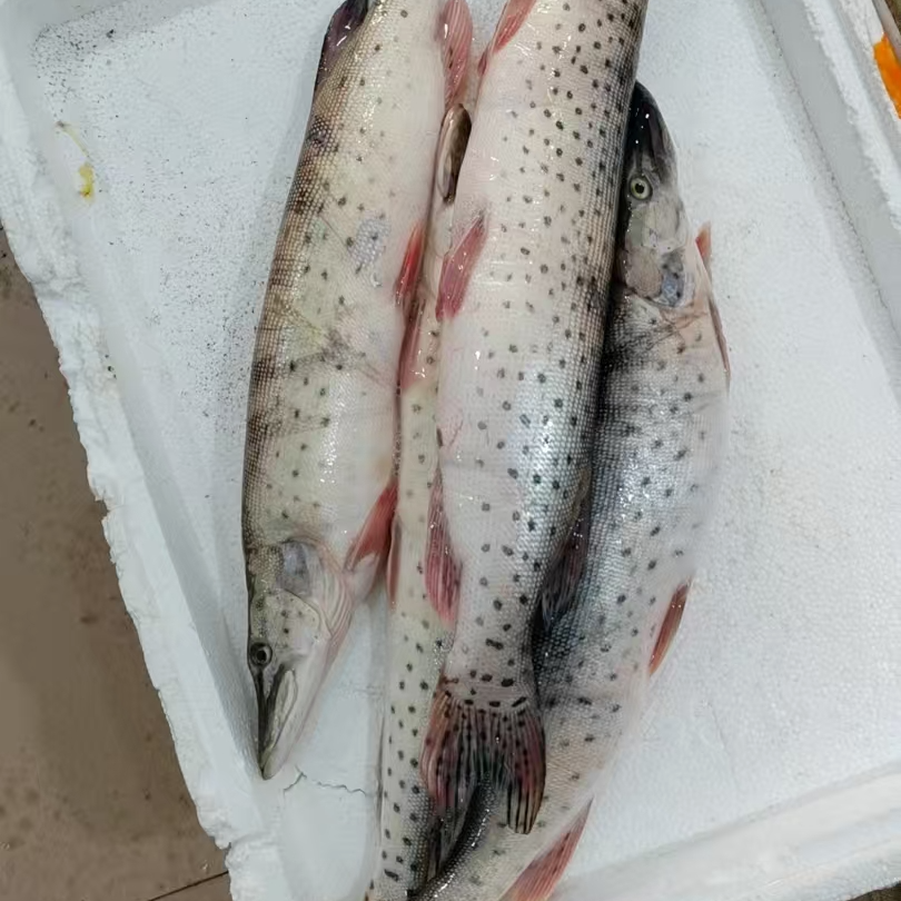 东北松花江野生鱼拼单