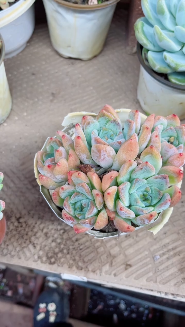 蔷**院21031多肉植物一物一拍