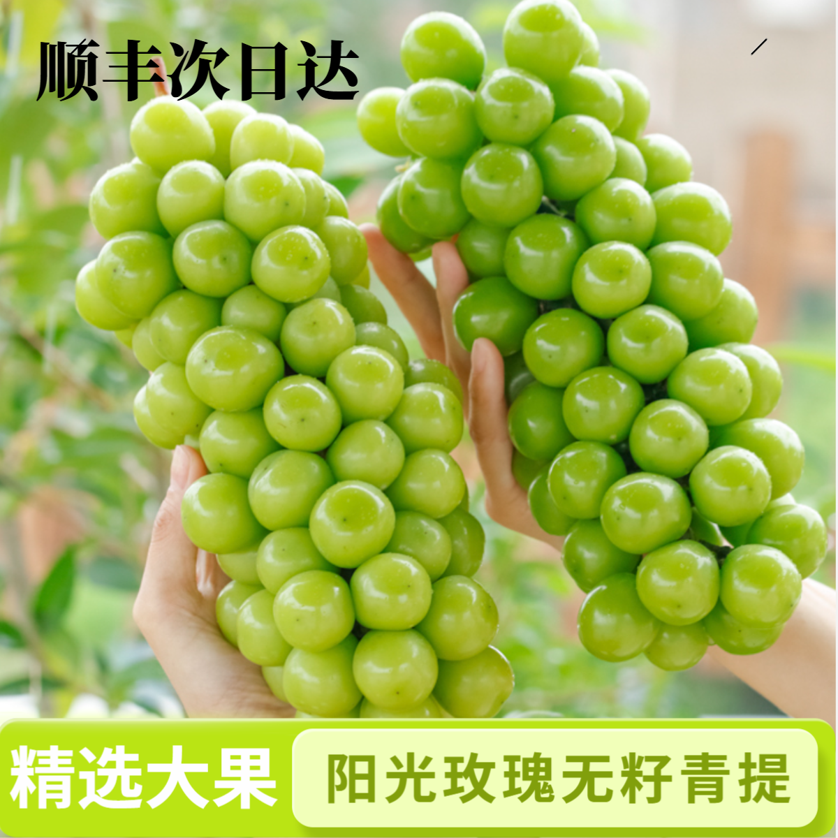 【顺丰次日达】阳光玫瑰葡萄晴王无籽青提新鲜采摘5斤装新鲜水果葡萄同城送云南省