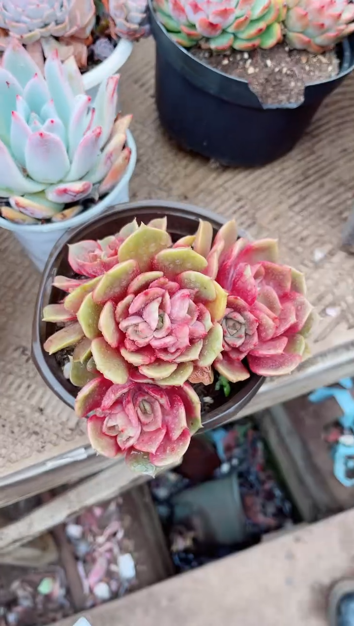 【闪购商品】07247