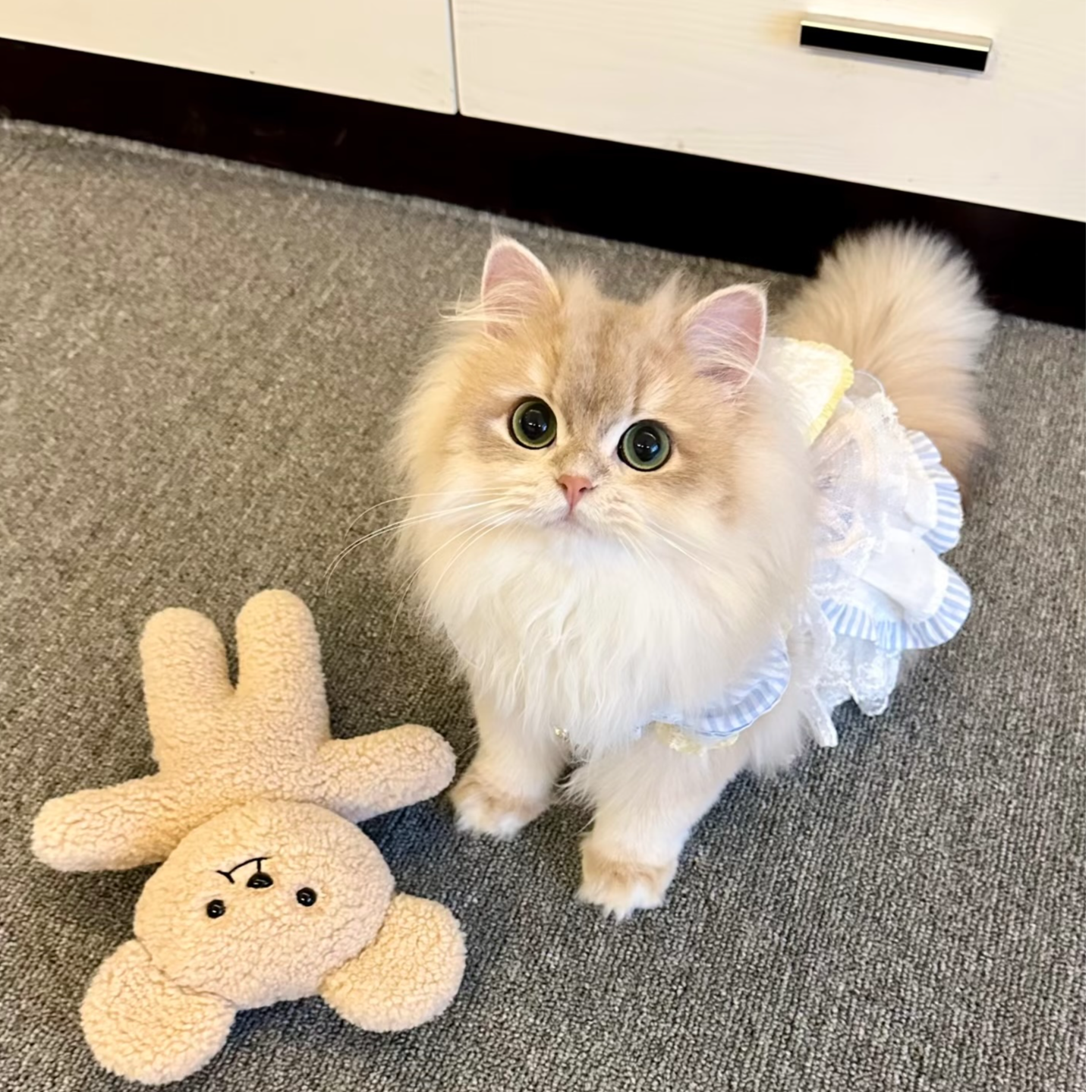 活体宠物猫咪直播挑选一物一拍