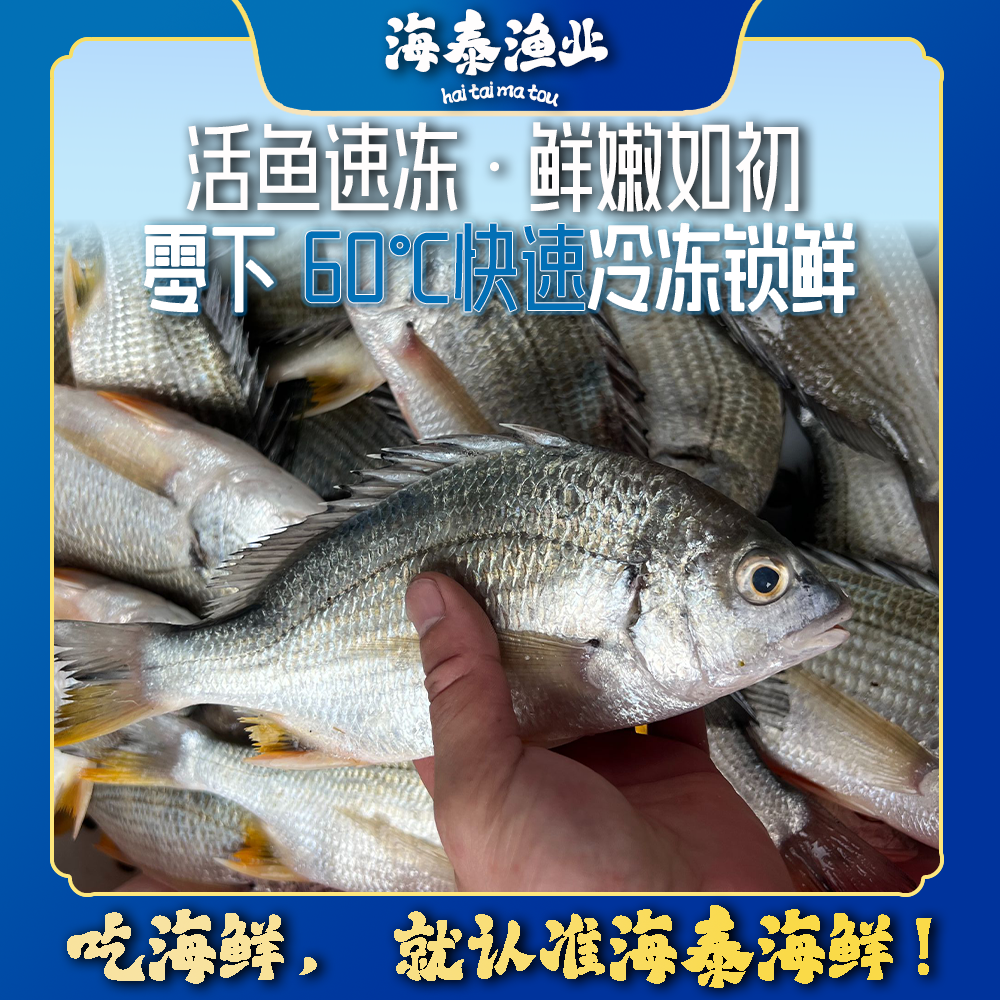 【阿慧专属】【黄脚立】海泰码头 深海捕捞 鲜活速冻 锁鲜冷链到家