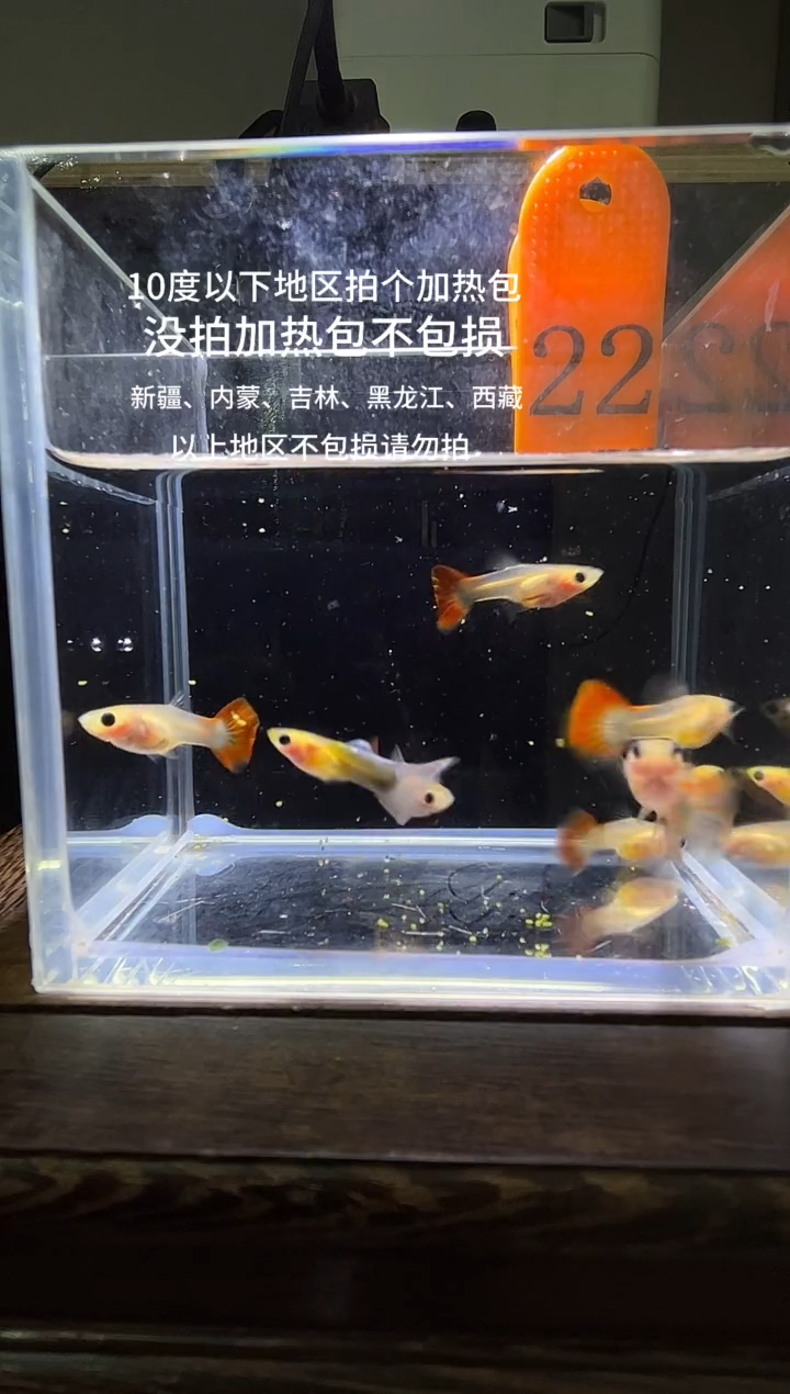 孔雀鱼黄肉跑红普通体22