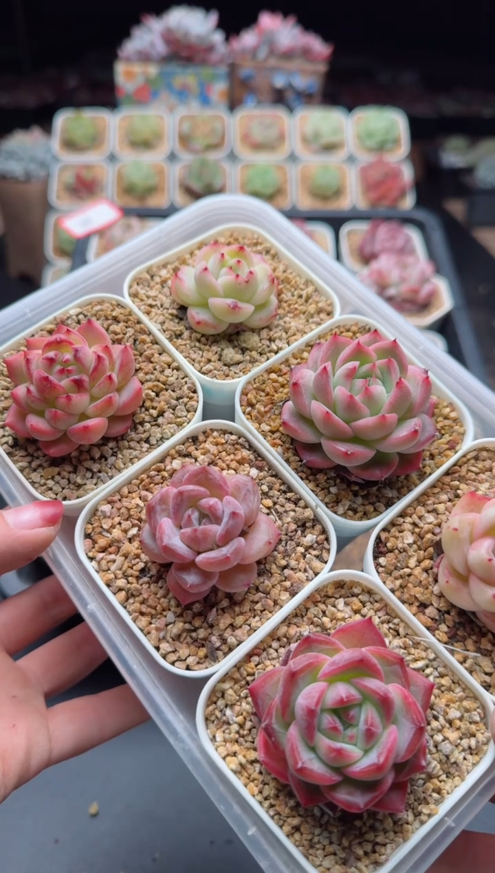 【闪购商品】897A多肉脱土发6.5杯当天拍6颗