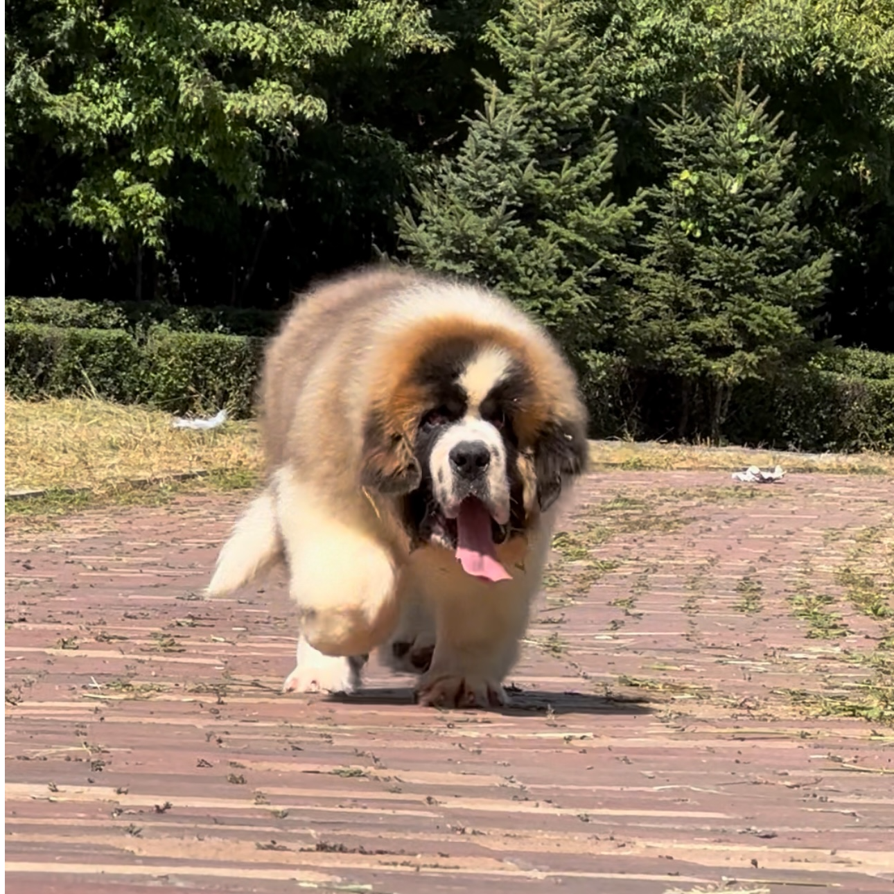 兄弟犬业圣伯纳犬快乐小狗高级宠物伴侣犬大型犬宠物看家护院陪伴