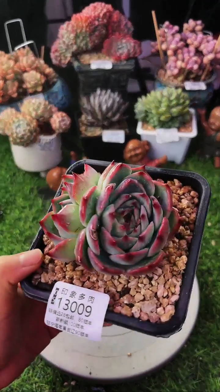 昆明印象多肉13009