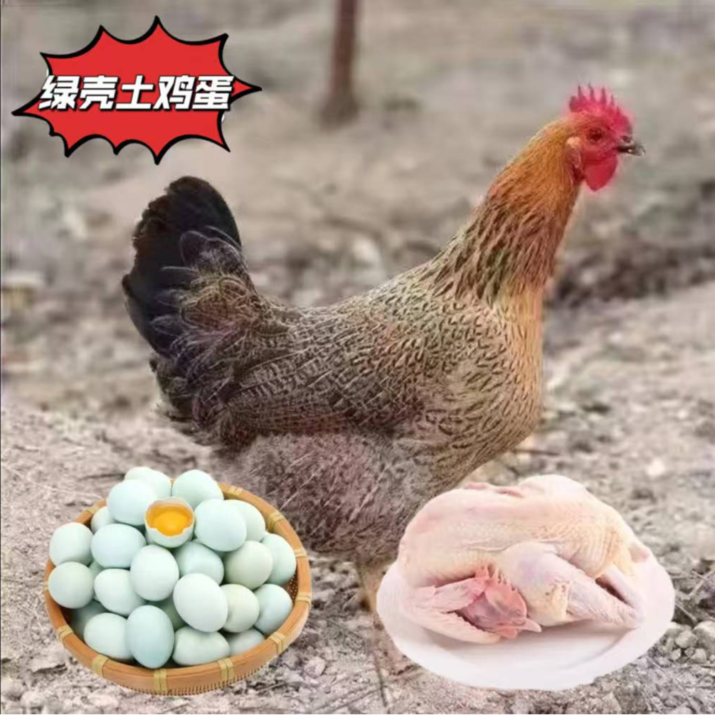（12只）农家散养青脚麻羽绿壳蛋鸡 生鲜美味 整只发货