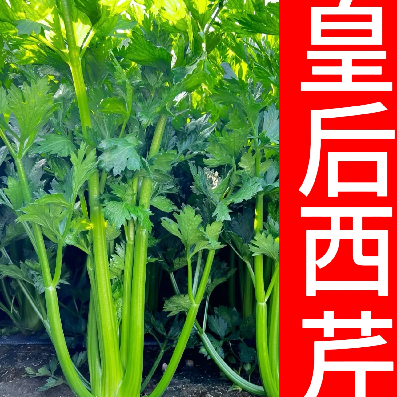 山东寿光苗场直发芹菜苗皇后西芹小香芹四季高产阳台盆栽榨汁芹菜