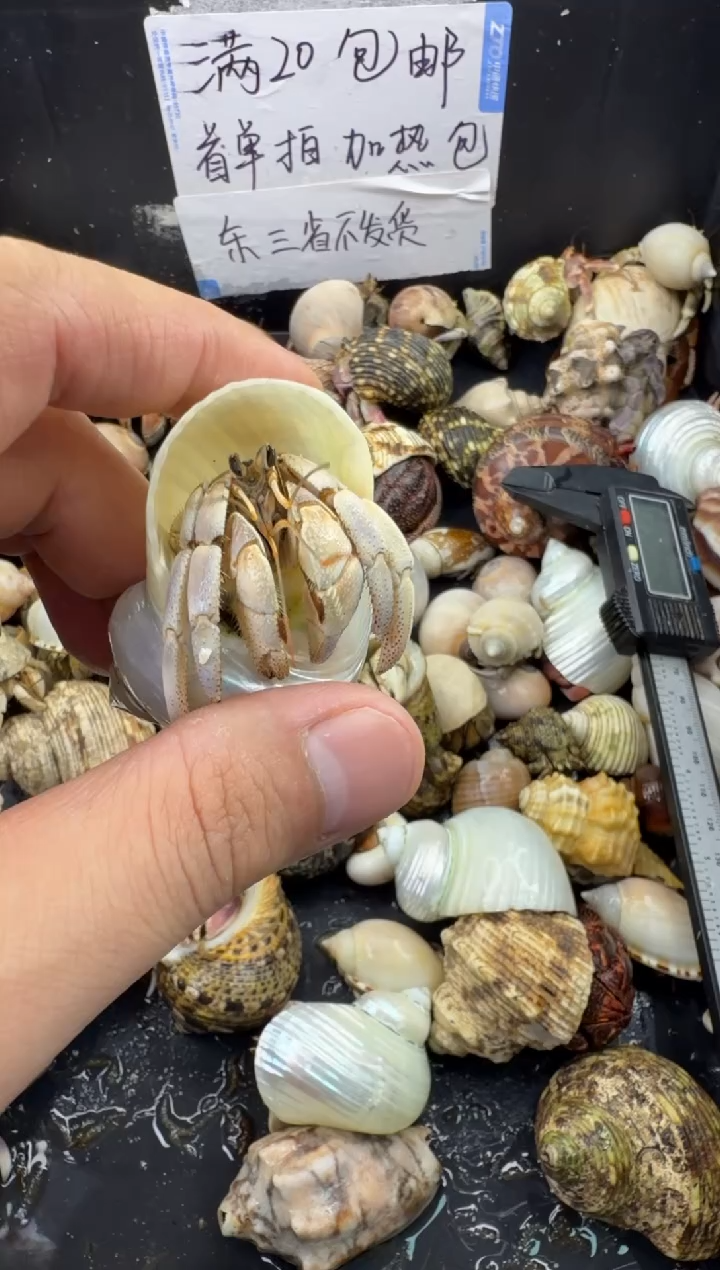 2.2口白灰白一只，不包全品