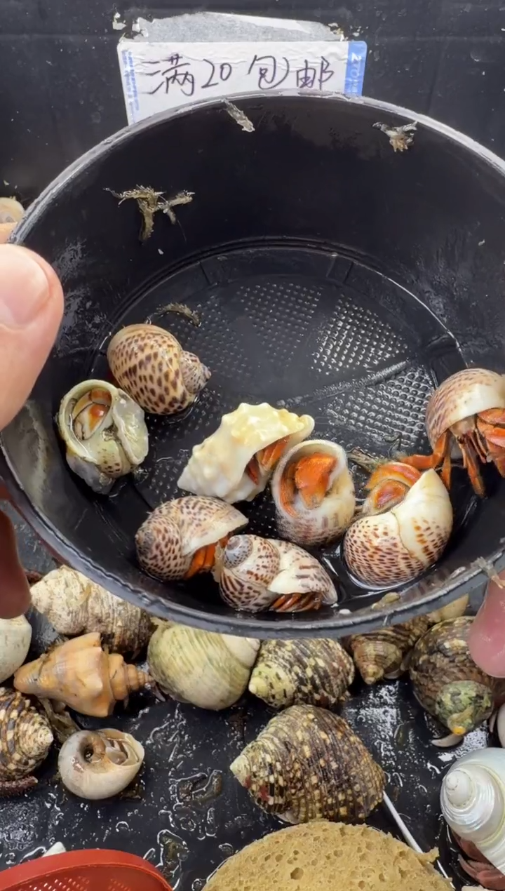 豆丁8只包活到手4只，不包全品