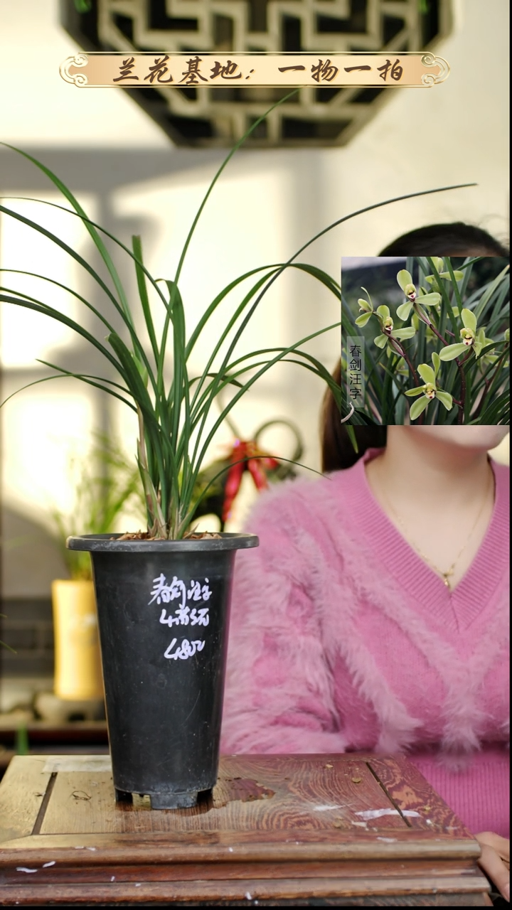 完全开放春剑汪字