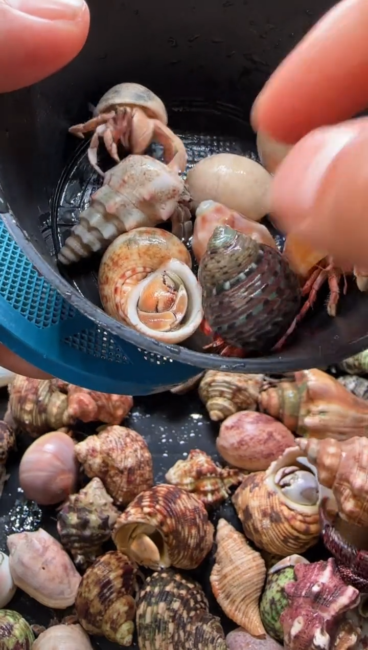 一份9只寄居蟹，9只包活5只