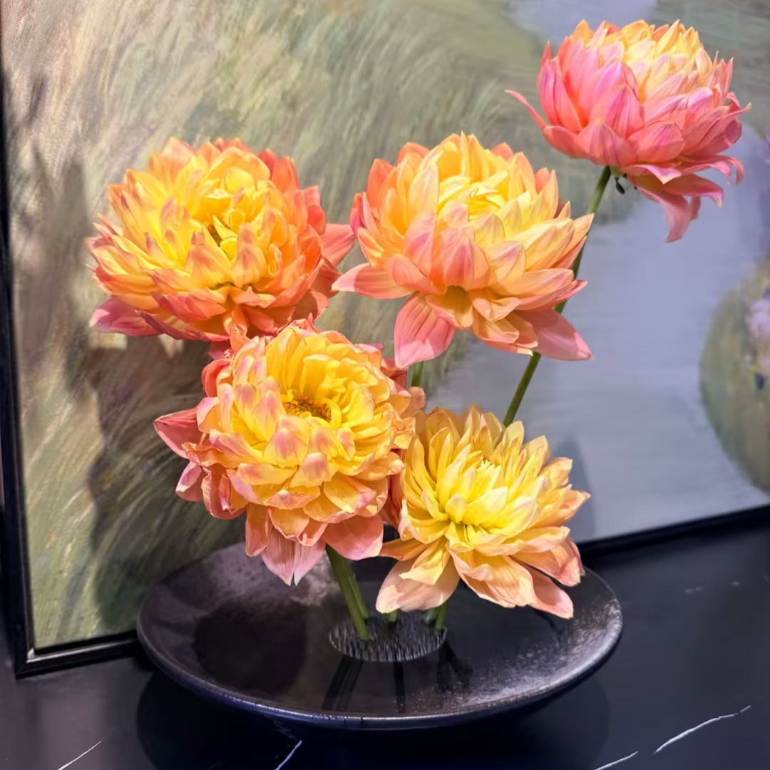 【一品花集】【宝莲灯】大丽花 云南昆明基地直发家用鲜花