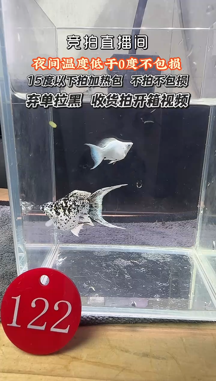 孔雀鱼122 玛丽鱼一对