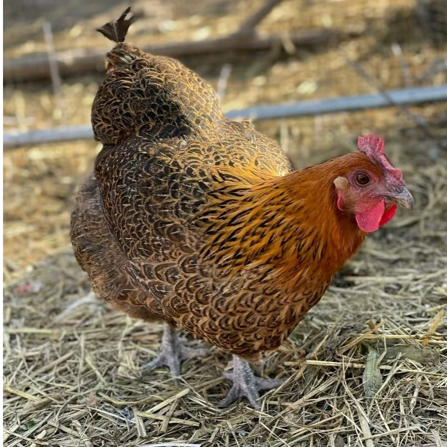 【胡支书推荐】土母鸡 泸州散养土鸡