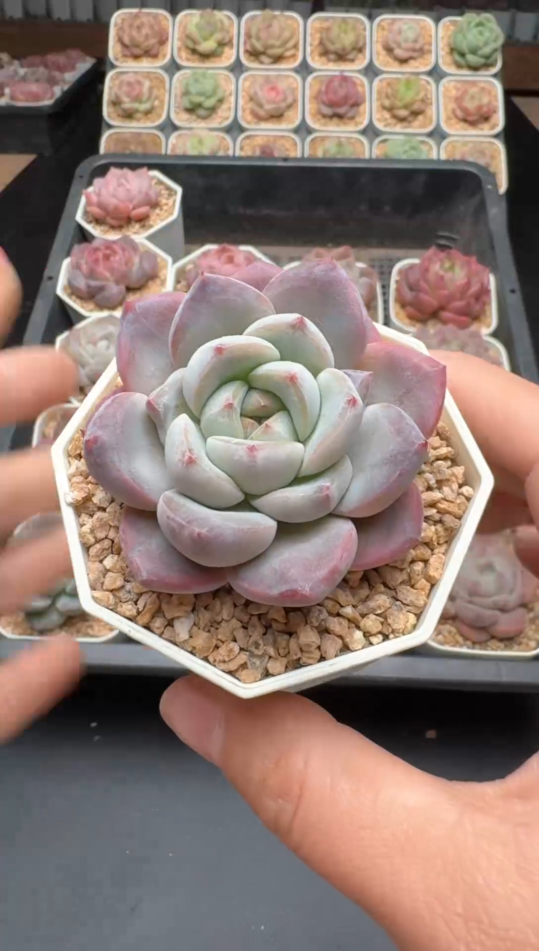 【闪购商品】570号 珍妮杂交多肉 花卉植物