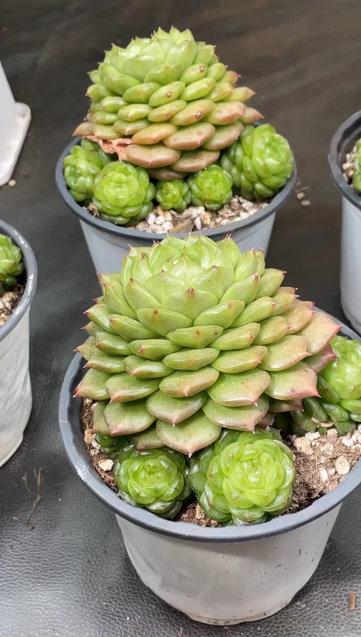 27-72灯泡10-12厘米不包整散量拍发一颗