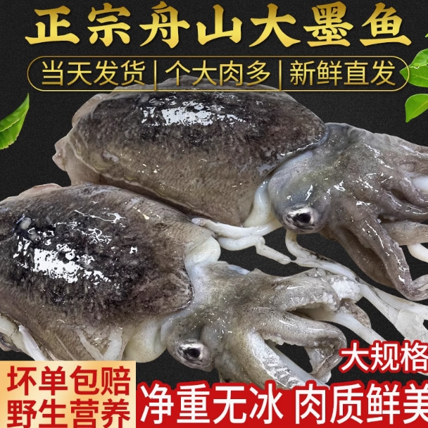 东海墨鱼 肉质Q弹 水煮红烧都好吃 味道香甜！