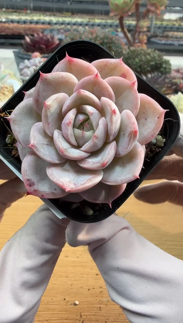 东云多肉园二店-240